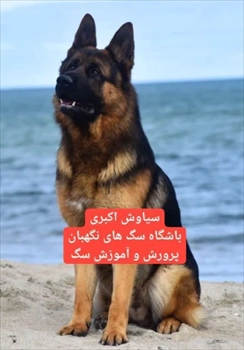 توله سگ ژرمن شپرد اصیل، وفادار، باهوش، نگهبان