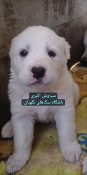 فروش سگ آلابای دو ماهه روسی نژاد دار نسل خرس