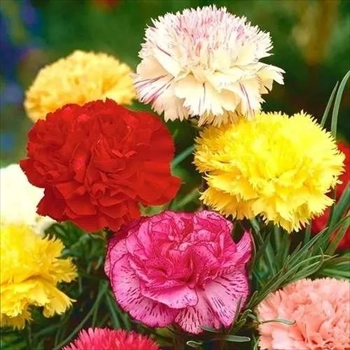 عرضه بذر گل برای گلدان و باغچه ، فروش عمده و جز