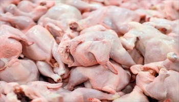 اولین تولیدکننده مرغ بدون آنتی بیوتیک کشور - رض