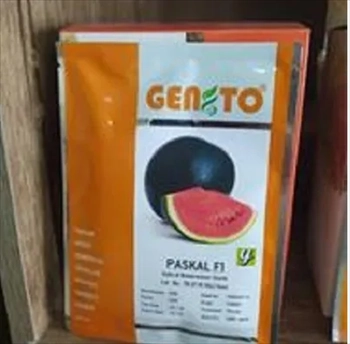 فروش بذر هندوانه پاسکال 