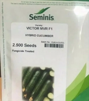 بذر خیار ویکتور سیمینس