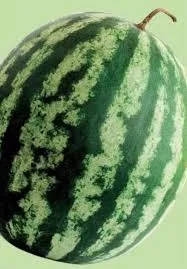 قیمت بذر هندوانه ناسکو