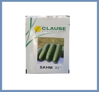 بذر خیار گلخانه ای سهم کلوز فرانسه فروش 