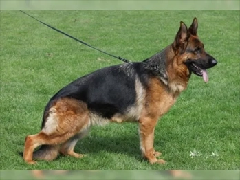 فروش سگ ژرمن شولاین ( پرکاربرد ترین سگ جهان )