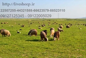  گوسفند زنده تهران (1398)
