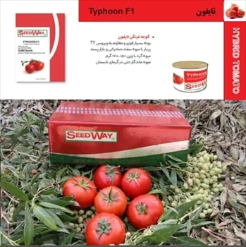 قیمت بذر گوجه تایفون _ فروش فوری 