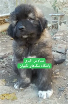 فروش سگ های سرابی 2 ماهه اصیل ایرانی