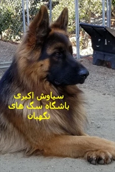 فروش سگ ژرمن ورک لاین 2 ساله ( تهران کرج )