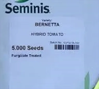 بذر گوجه فرنگی برنتا سمینیس بذر گوجه BERNETA