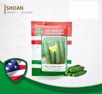بذر خیار شوانF1 USA