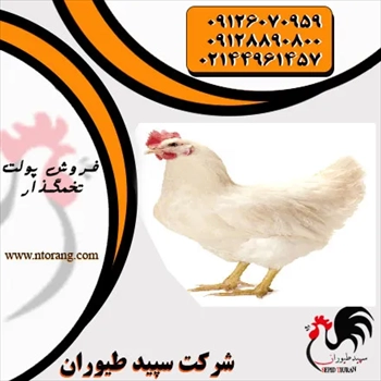 قیمت مرغ تخم گذار ال اس ال _ فروش مرغ صنعتی 