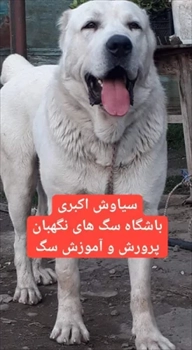 آگهی فروش سگ آلابای اصیل توله دو ماهه