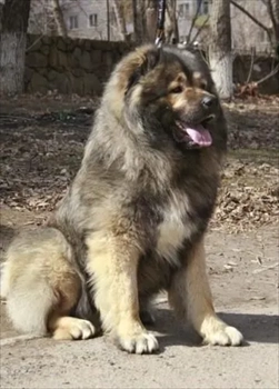 فروش توله سگ قفقازی