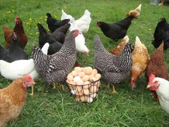 فروش نمیچه مرغ بومی  اصلاح نژاد شده