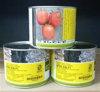 فروش بذر گوجه فرنگی افرا هیبرید