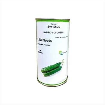 فروش بذر خیار SV 4196 سیمینس 