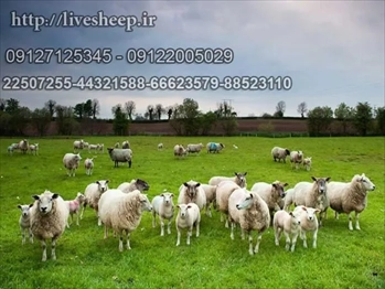فروش گوسفند زنده (1398)