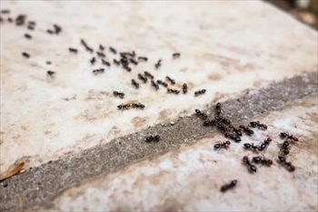 سمپاشی تخصصی مورچه 
