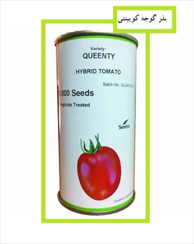 فروش بذر گوجه Queenty Seminis