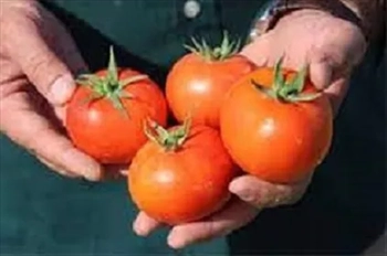 بذر گوجه فرنگی تارا