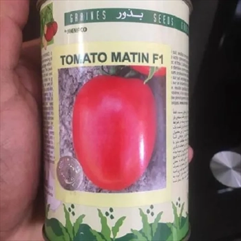 فروش و ارسال بذر گوجه فرنگی متین دانمارکی 