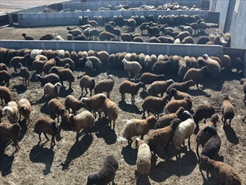 گوسفند و گام با ارسال رایگان به همه جای ایران
