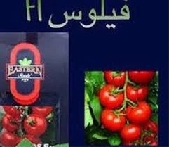 بذر گوجه فیلوس محصول شرکت ایسترن ترکیه 