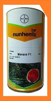 فروش بذر هندوانه منارا اف یک