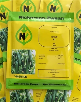 فروش بذر خیار نیکرسون 485