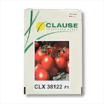 پخش و فروش بذر گوجه فرنگی CLX 38122 