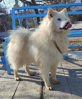 فروش سگ ساموئید با تراکم موی بالا زیبا و اصیل