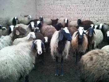 گوسفند زنده تعاونی