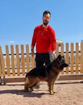 سگ گارد و نگهبان از نژاد ژرمن شپرد