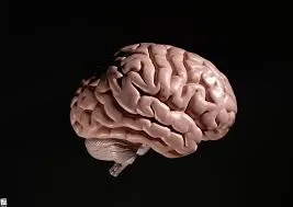 مولاژ مغز