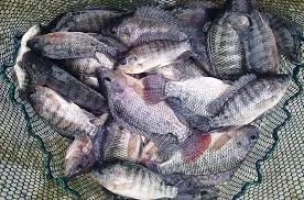 آموزش پرورش ماهی تیلاپیا 