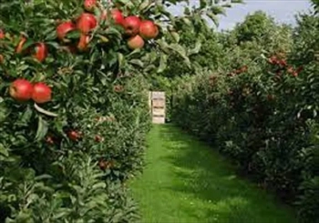 آموزش احداث باغات میوه به صورت تخصصی 