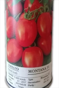  بذر گوجه فرنگی مونتانا