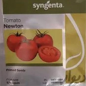 قیمت بذر گوجه گلخانه ای نیوتون 