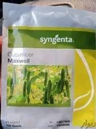 فروش بذر خیار مکسول Maxwell