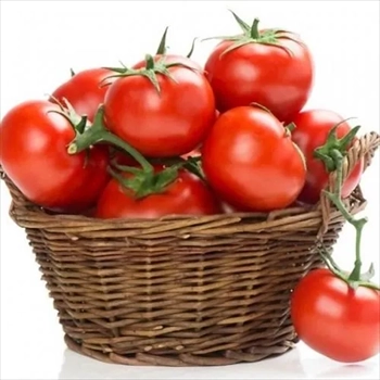 فروش بذر گوجه سوپر کریستال 