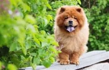 قیمت سگ چاو چاو در ایران چقدر است؟