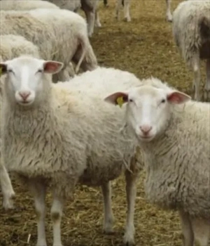 واردات و فروش انواع گوسفند نژاد رومن