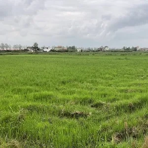 فروش زمین زراعی برنج به مساحت 1 هکتار در شمال