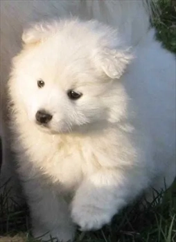 فروش سگ سامویید: زیبایی برف در دل خانه شما