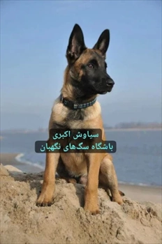 فروش سگ مالینویز نگهبان اصیل و نژاد دار