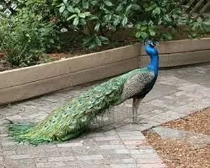 فروش تضمینی تخم نطفه دار طاووس