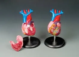 فروش مدلهای قلب وارداتی