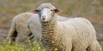 آموزش پرورش گوسفند به صورت تخصصی 