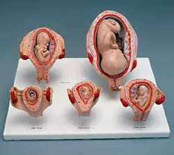 مولاژ جنین سیر تکامل